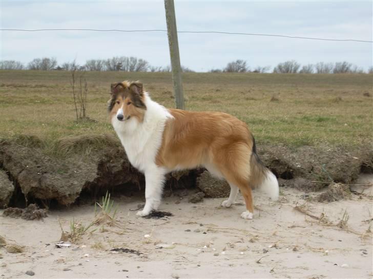 Collie langhåret Walther - Såååååh flot!!! :) Stolt mor.. <3 billede 15