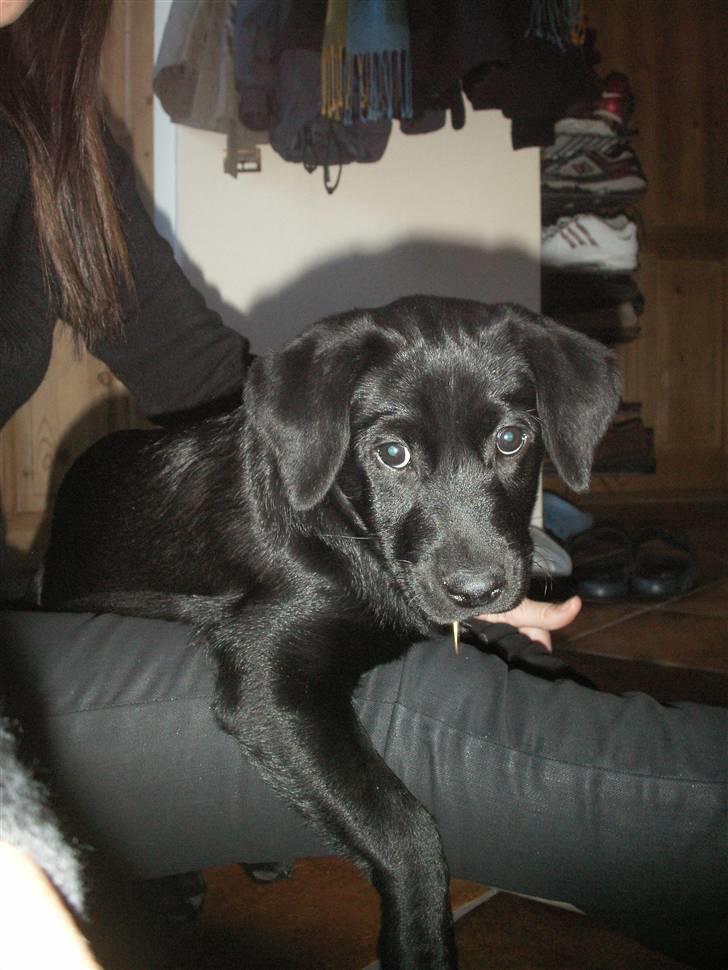 Labrador retriever Freya billede 15
