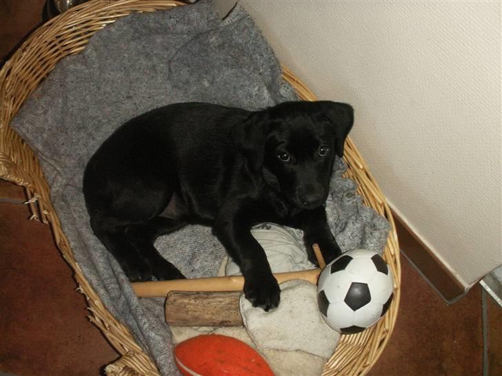 Labrador retriever Freya billede 16