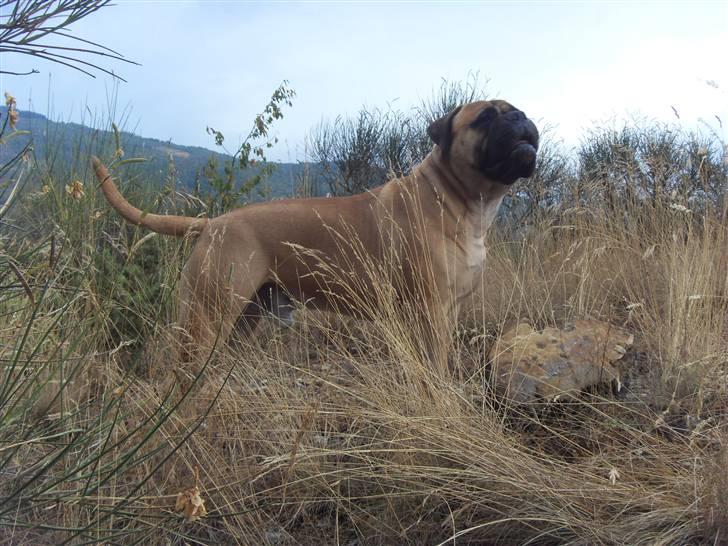 Bullmastiff Cæsar - Velkommen til min profil billede 1