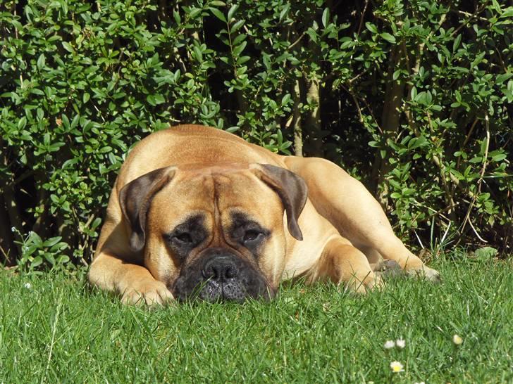 Bullmastiff Cæsar - Sommer 2009 i haven billede 2