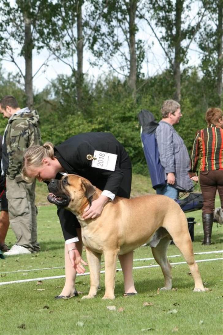 Bullmastiff Cæsar - Mig og mor til udstilling i Ballerup 2010 billede 3