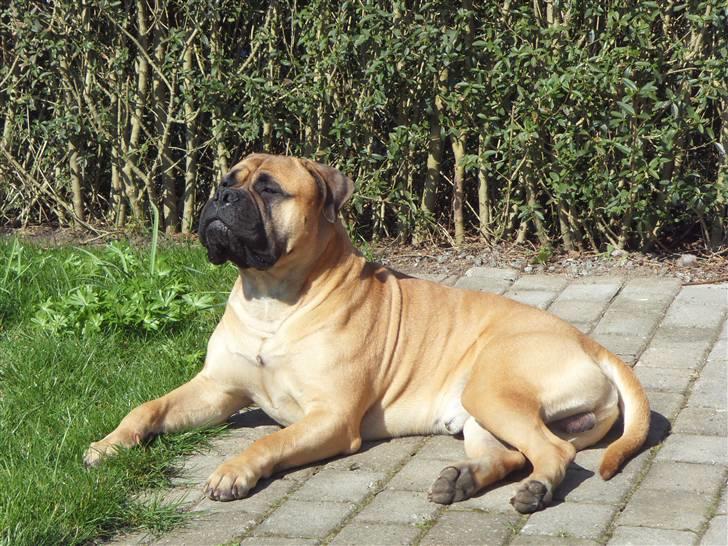 Bullmastiff Cæsar - Mig der slikker solskin i haven billede 4