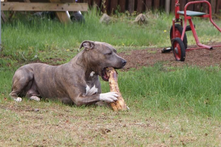 Amerikansk staffordshire terrier Chica - leger billede 14