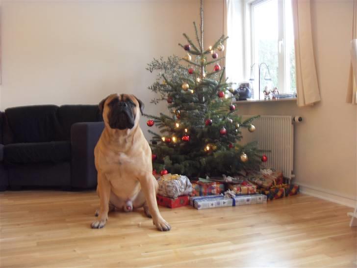 Bullmastiff Cæsar - Juletræet må være skrumpet i år....for jeg er i hvert fald ikke blevet større! Basta!!! billede 5