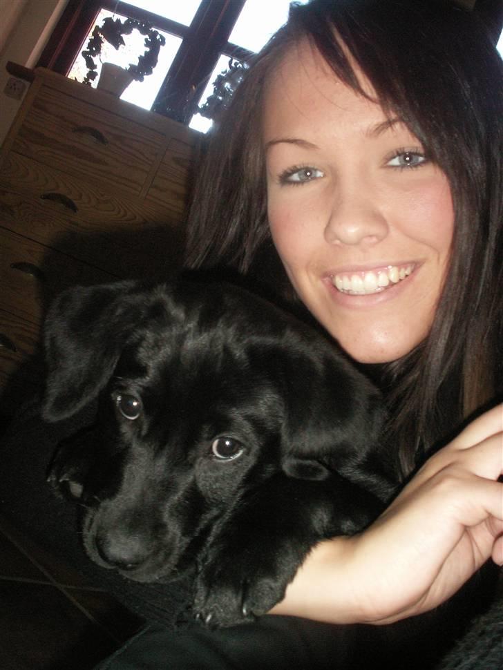 Labrador retriever Freya billede 17