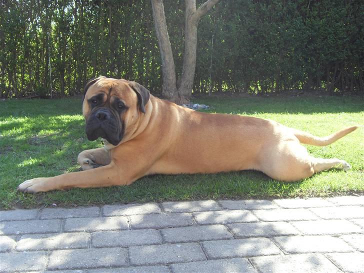 Bullmastiff Cæsar - Sommer 2010 i haven billede 6
