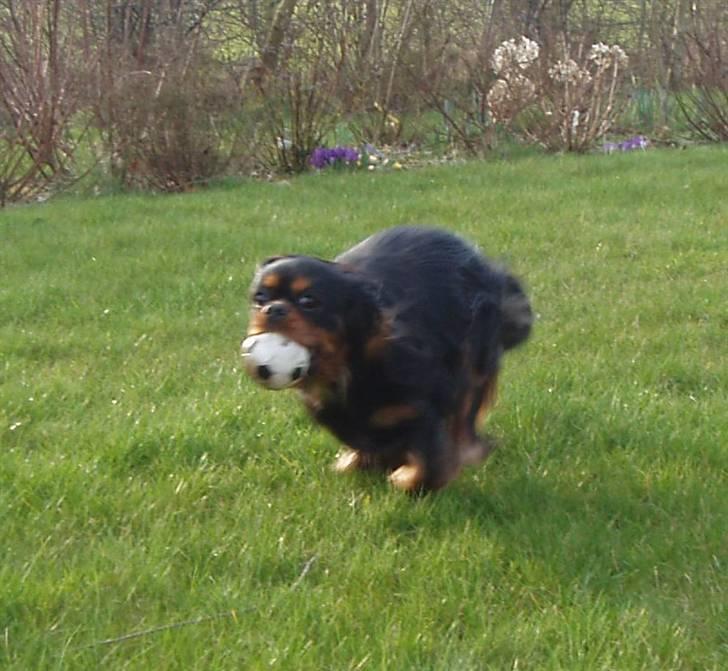 Cavalier king charles spaniel Blue Magic Nikky Lee RIP 30-6 2017 - Skal det være så kan det gå rigtig stærkt billede 11