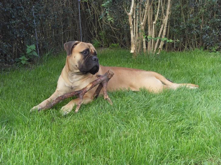 Bullmastiff Cæsar - Nyder de sidste strejf af sensommeren 2009 billede 7