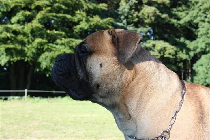 Bullmastiff Cæsar - Mig til WDS 2010 billede 8