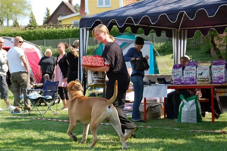 Bullmastiff Cæsar - En stolt hundemor efter Cæsars første Excellent, Winnershow 2009 billede 9