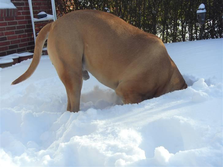 Bullmastiff Cæsar - Jeg er ikke en hund!!! Jeg er en struds!!! billede 10