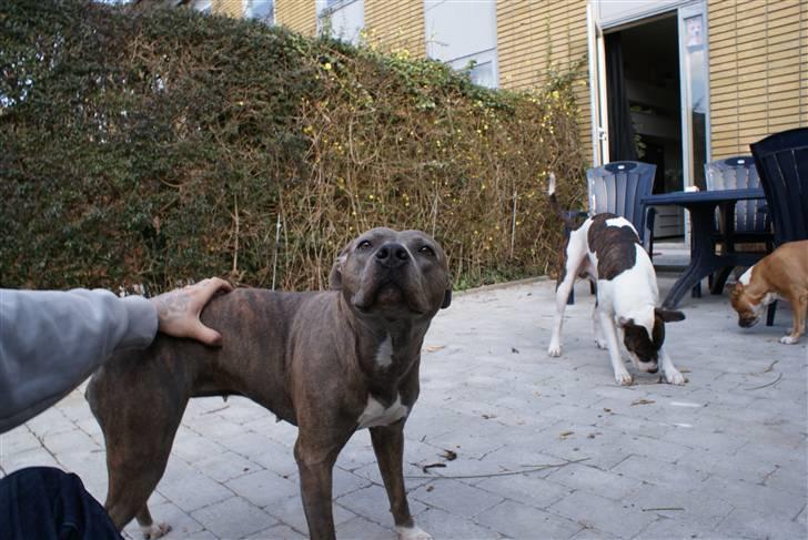 Amerikansk staffordshire terrier Chica - slapper af billede 15