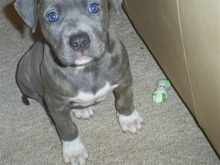 Amerikansk staffordshire terrier Chica - se mine smukke øjne billede 16