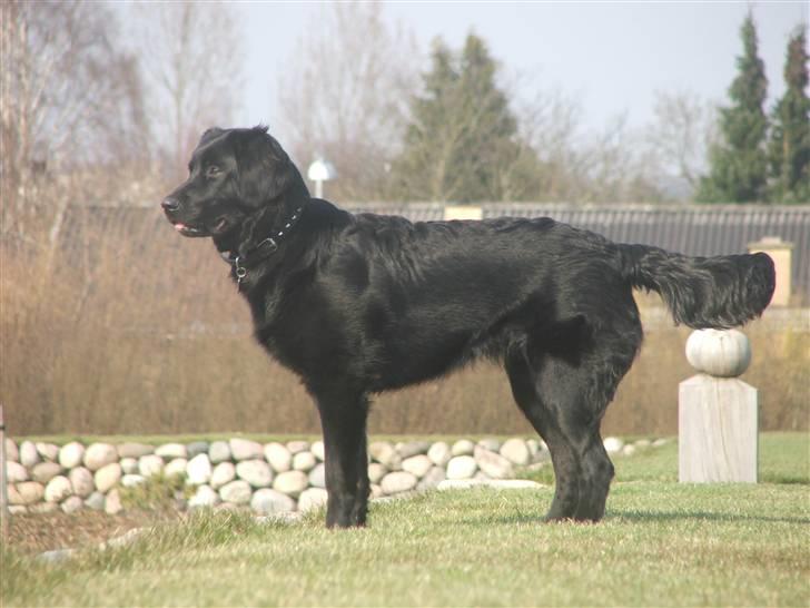 Blanding af racer Misty - Så er jeg sgu blevet lidt over 1 år gammel, er jeg ikke fin? :) billede 14