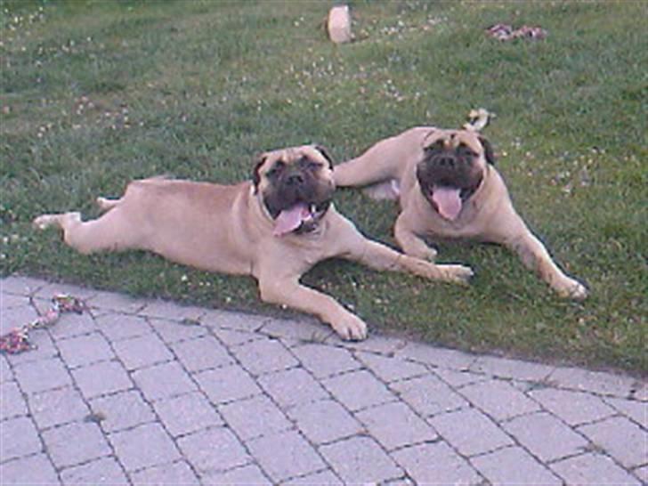 Bullmastiff Cæsar - Mig og min brormand Valdemar billede 11