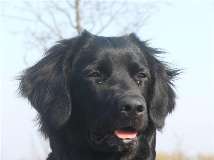 Blanding af racer Misty billede 15