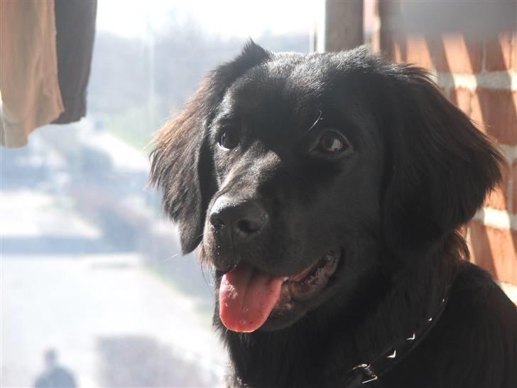 Blanding af racer Misty billede 16