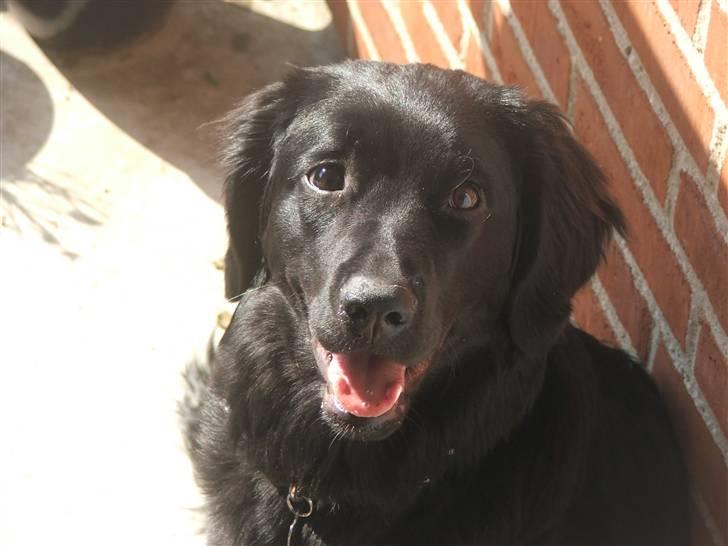 Blanding af racer Misty billede 17