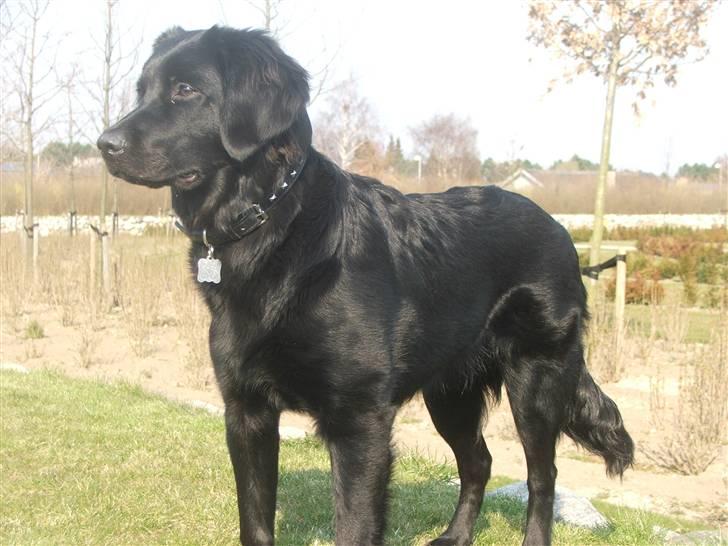 Blanding af racer Misty billede 18