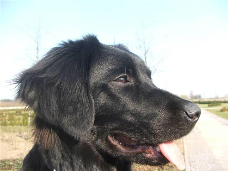 Blanding af racer Misty billede 19