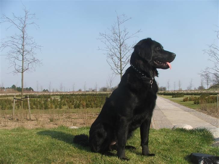 Blanding af racer Misty billede 20