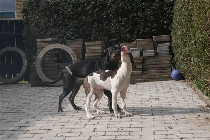 Blanding af racer Bella R.I.P. billede 16