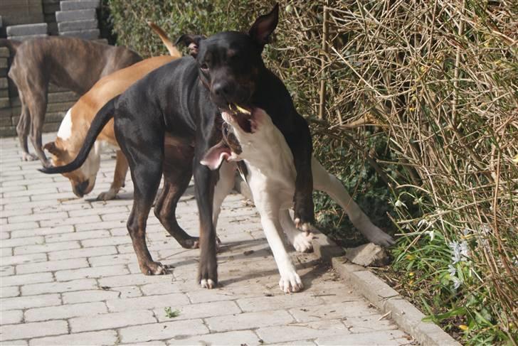 Blanding af racer Bella R.I.P. billede 17