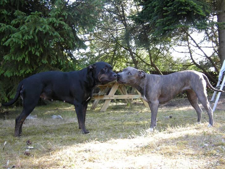 Blanding af racer Bella R.I.P. - mig og søs billede 18