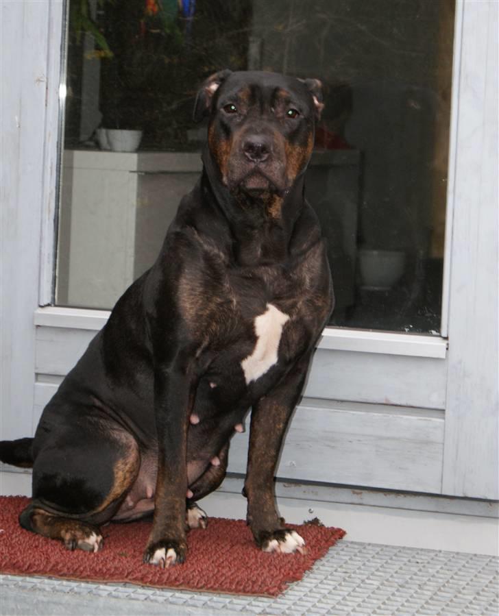 Blanding af racer Bella R.I.P. billede 19