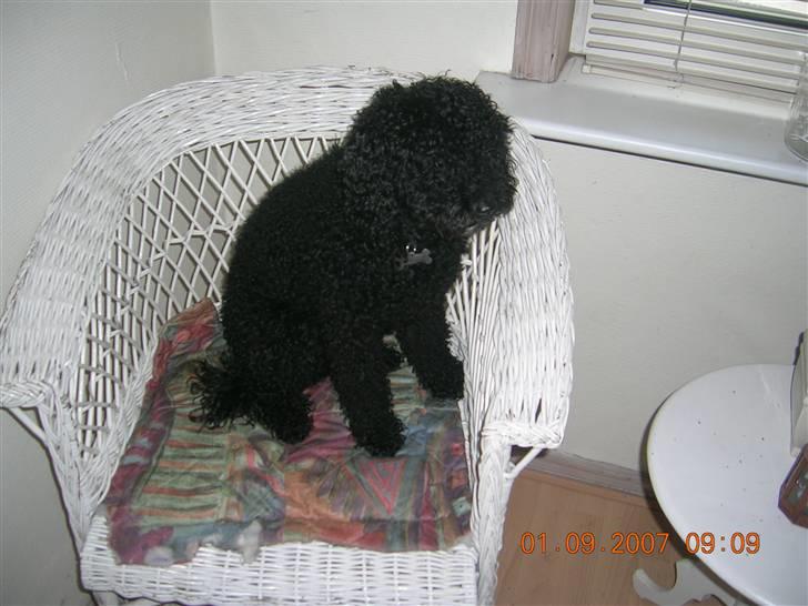 Mellempuddel Mickey billede 11