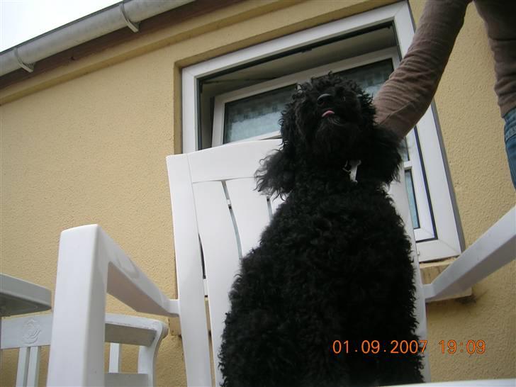 Mellempuddel Mickey billede 12