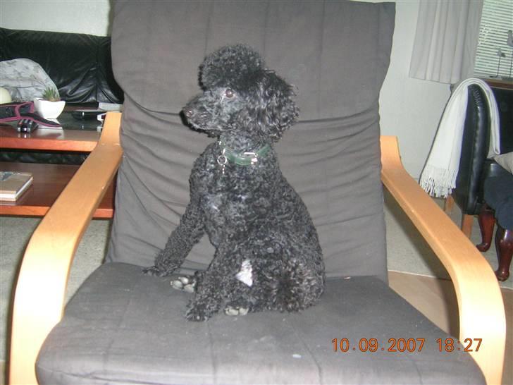 Mellempuddel Mickey billede 13