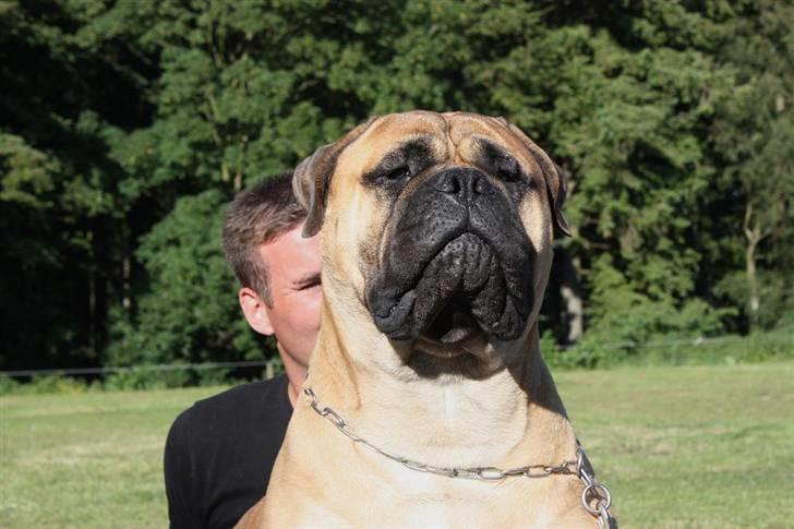 Bullmastiff Cæsar - Mig og far hygger til WDS 2010 billede 12