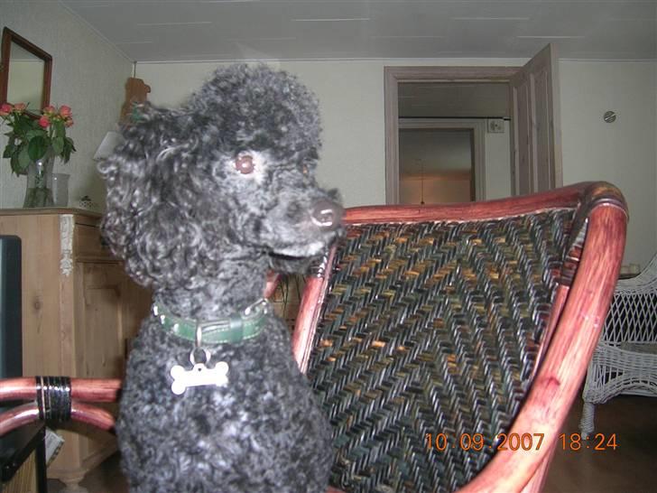 Mellempuddel Mickey billede 14