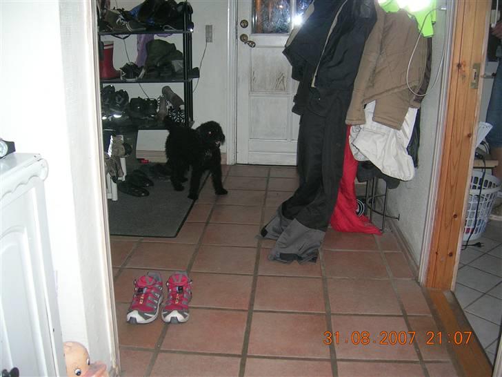 Mellempuddel Mickey billede 15