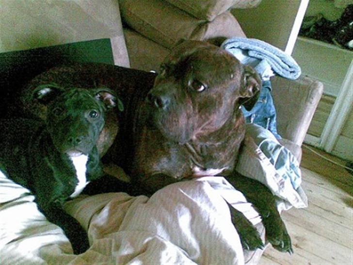 Blanding af racer **Chila** R.I.P - Mig og store bror billede 11