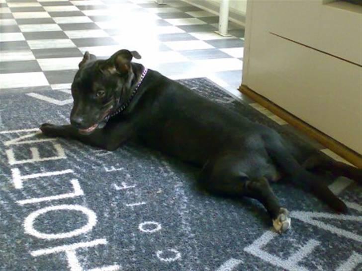 Blanding af racer **Chila** R.I.P - Med mor på arbejde.. billede 12