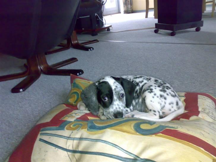 Dalmatiner Freja - Freja med hendes højt elskede pude (: Normalt er den kun til vores hovede når vi ligger på gulvet med hende, men af og til snupper hun den til at sove på. billede 1