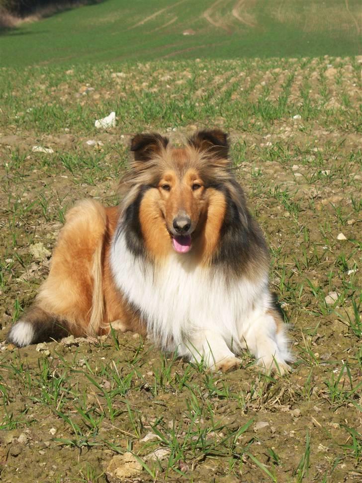 Collie langhåret kira - hejsa, her er jeg så billede 1