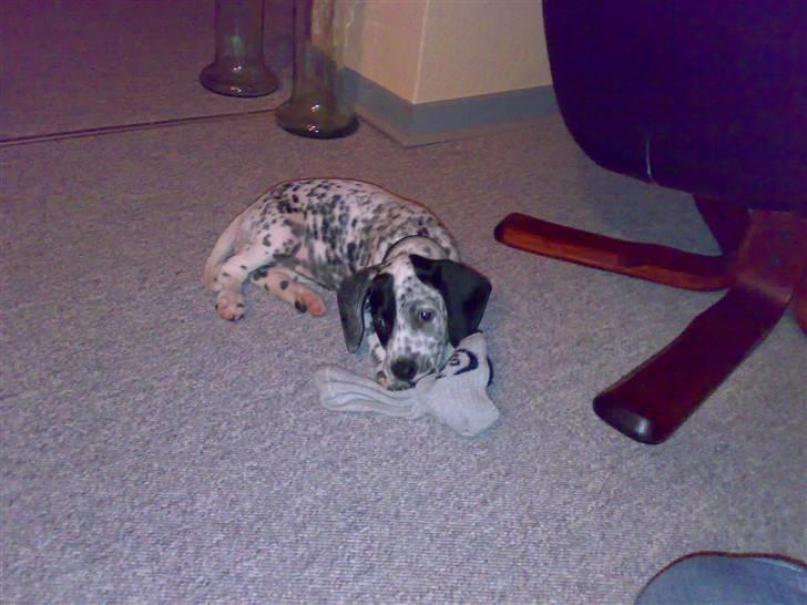 Dalmatiner Freja - Vi brugte en masse penge på legetøj, men det eneste hun gider at lege med er en gammel sok (: billede 2