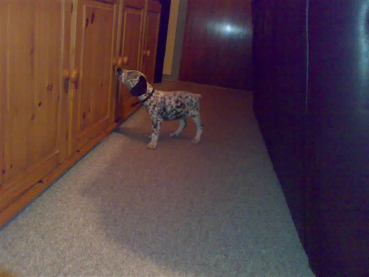 Dalmatiner Freja - Alt er så stort og nyt (: billede 3