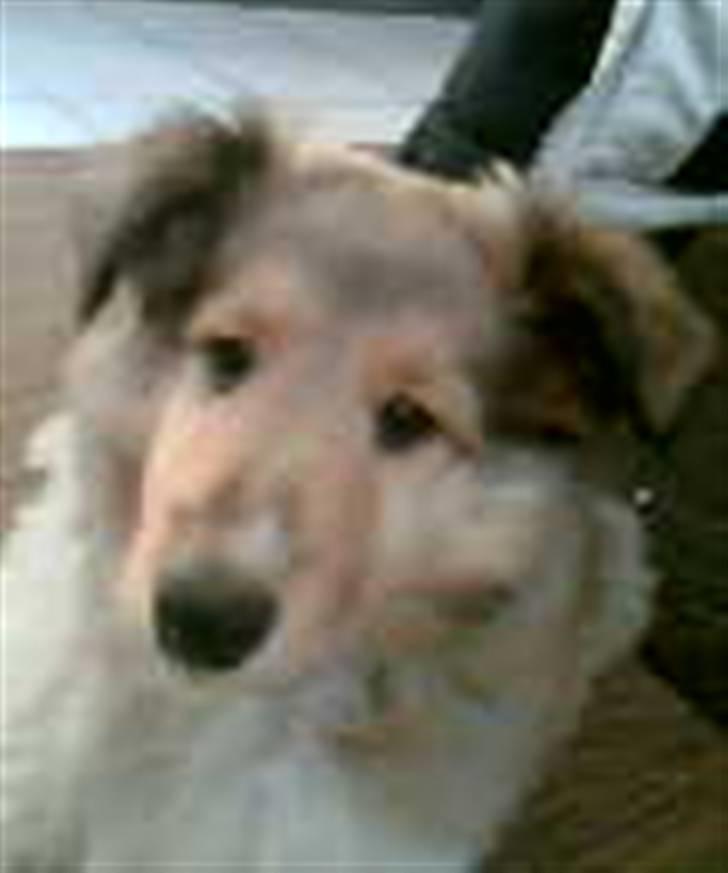 Collie langhåret kira - stadig kørere turen billede 2