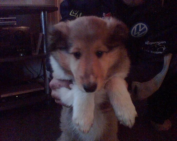 Collie langhåret kira - så nåede vi endelig til vejs ende billede 3