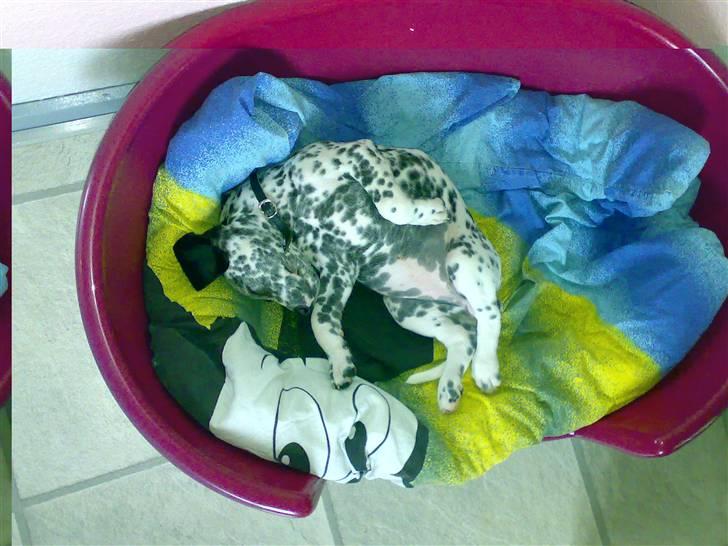 Dalmatiner Freja - Gøre sig til kan man selvfølgelig også :P billede 4