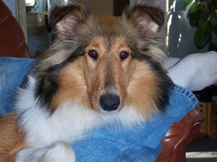 Collie langhåret kira - jeg kan ikke klage over at jeg lægger dårligt  billede 4