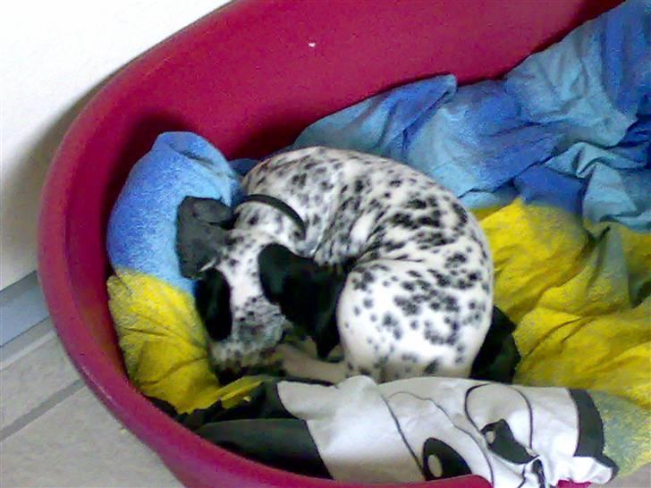 Dalmatiner Freja - en gang imellem bliver man træt. så er det godt man har en dejlig stor kurv. :) billede 5