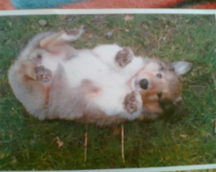 Collie langhåret kira - så dejlig er jeg også og er det stadig  billede 5