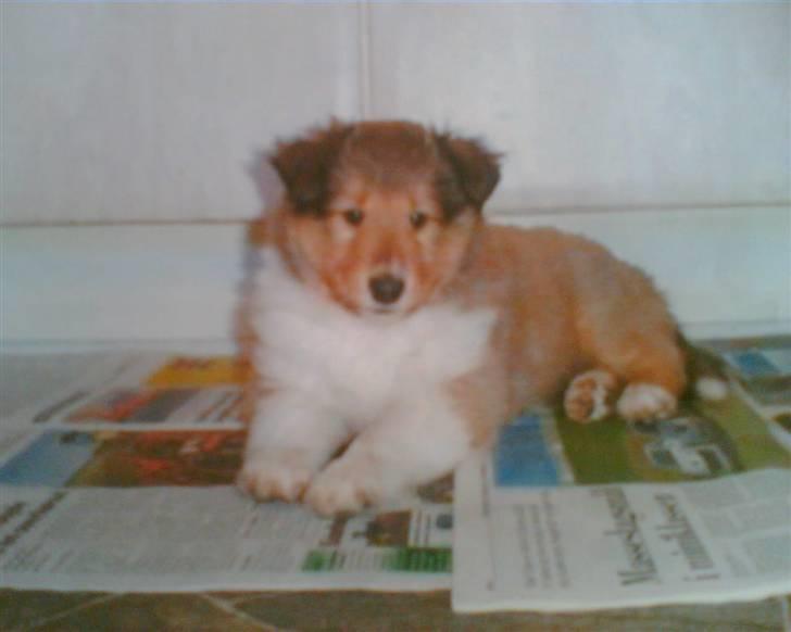 Collie langhåret kira - sådan skal man se ud så er man sikker på at blive solgt. billede 6