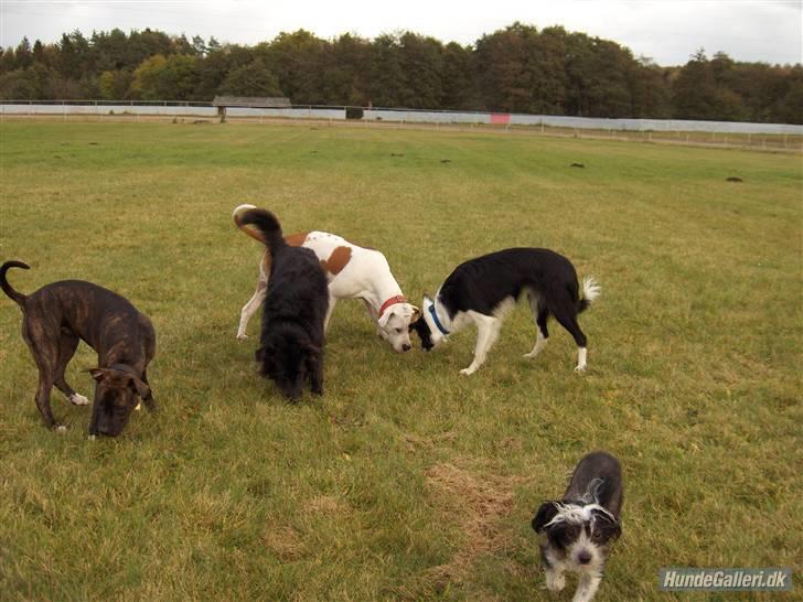 Blanding af racer Chanti  R.I.P. - Chanti sammen med sine legekammerater  billede 16